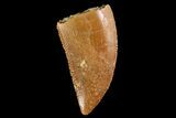 Serrated, Raptor Tooth - Real Dinosaur Tooth #88123-1